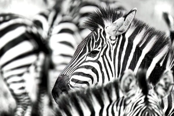 Zebras: Zebra Herd Black And White by Jane Rix