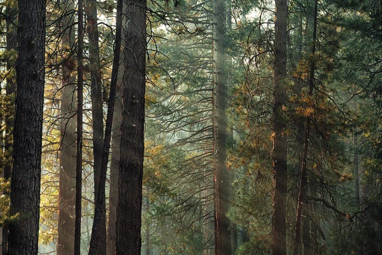 Ponderosa Pine Forest In Sunlight In Yosemite