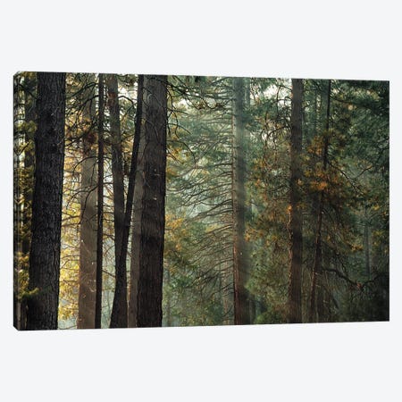 Ponderosa Pine Forest In Sunlight In Yosemite Canvas Print #JRX366} by Jane Rix Canvas Print