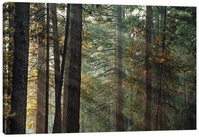 Ponderosa Pine Forest In Sunlight In Yosemite Canvas Art Print - Jane Rix