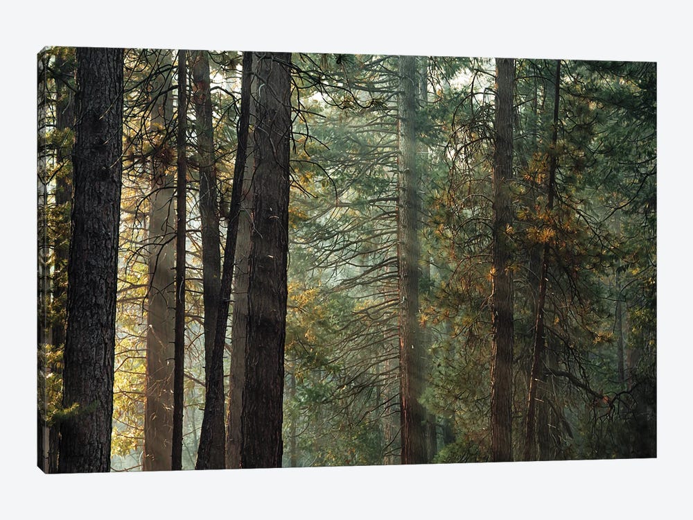 Ponderosa Pine Forest In Sunlight In Yosemite by Jane Rix 1-piece Canvas Wall Art