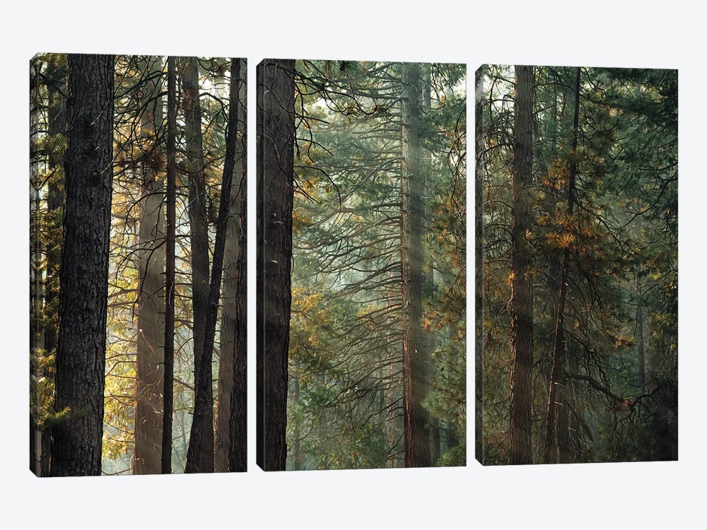 Ponderosa Pine Forest In Sunlight In Yosemite by Jane Rix 3-piece Canvas Artwork