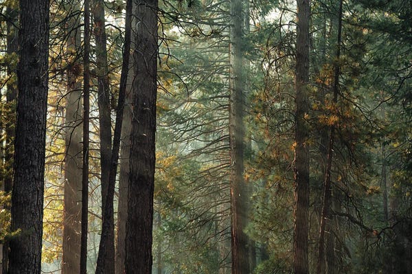 Ponderosa Pine Forest In Sunlight In Yosemite