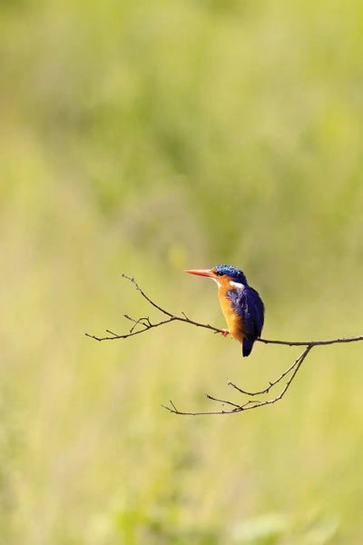Jane Rix: Malachite Kingfisher In Uganda by Jane Rix