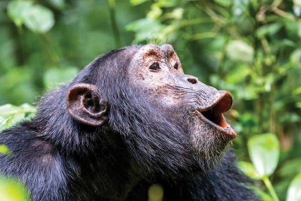 Primates: Chimp Side Profile by Jane Rix