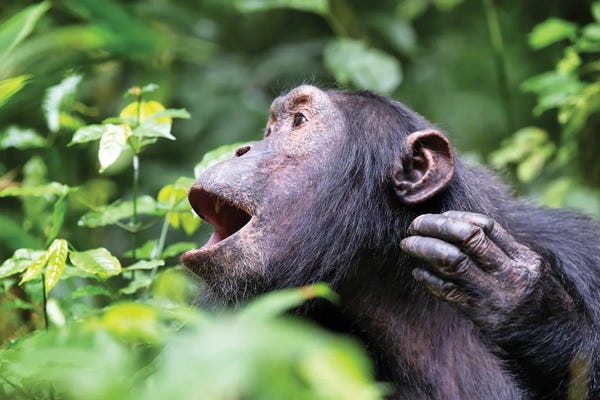 Monkeys: Howling Chimp by Jane Rix