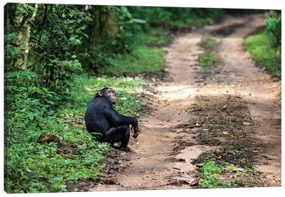 Chimp At The Roadside Canvas Art Print - Chimpanzee Art