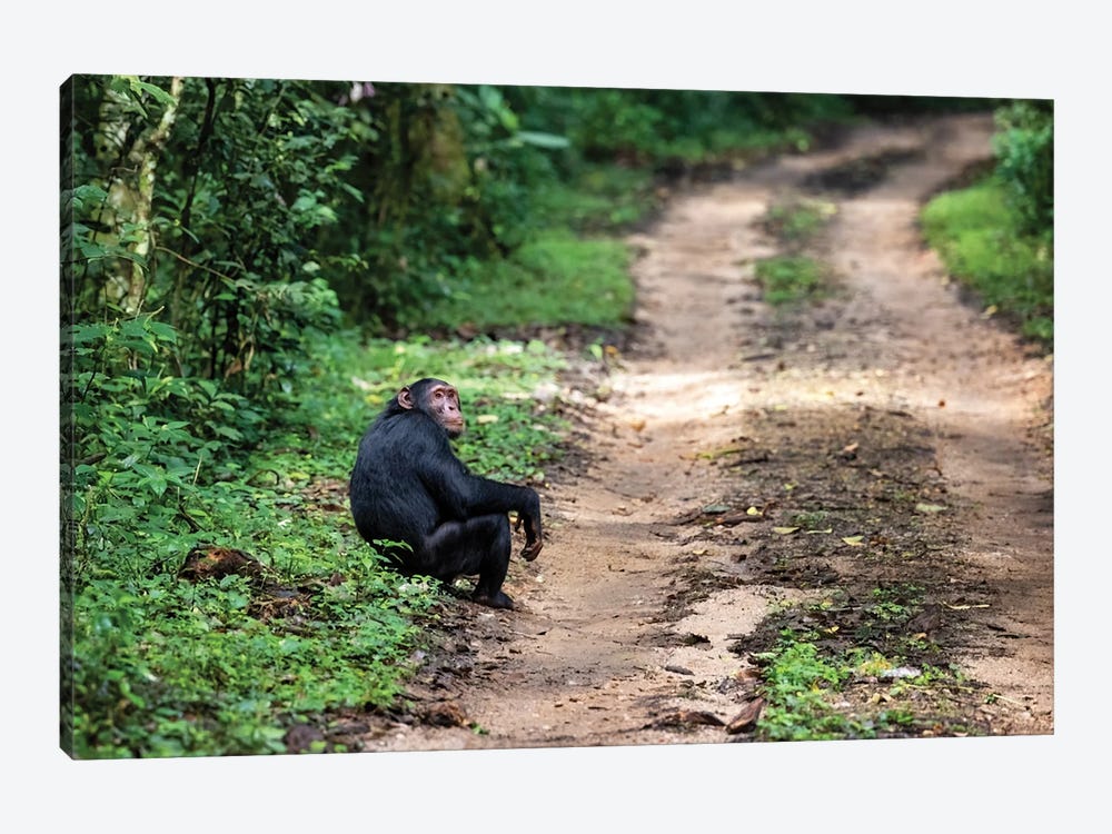 Chimp At The Roadside by Jane Rix 1-piece Canvas Print