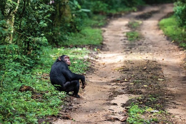 Chimpanzees: Chimp At The Roadside by Jane Rix