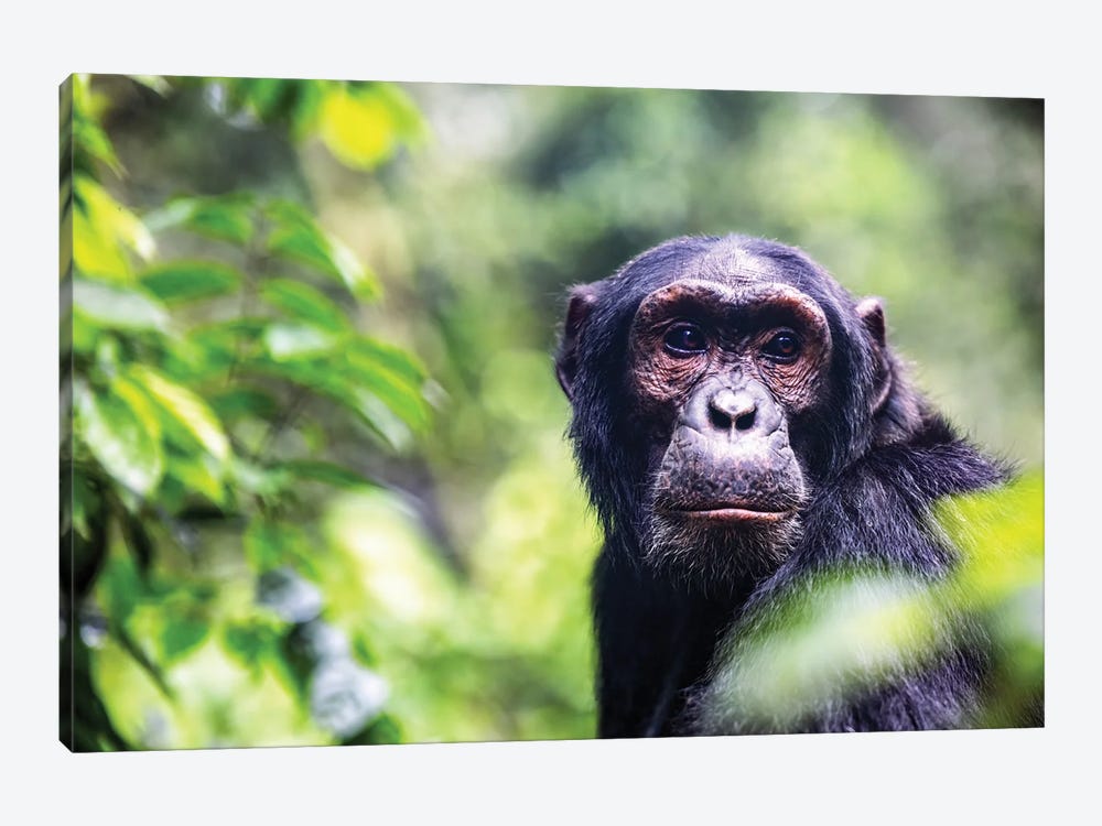 Chimpanzee Portrait by Jane Rix 1-piece Canvas Wall Art