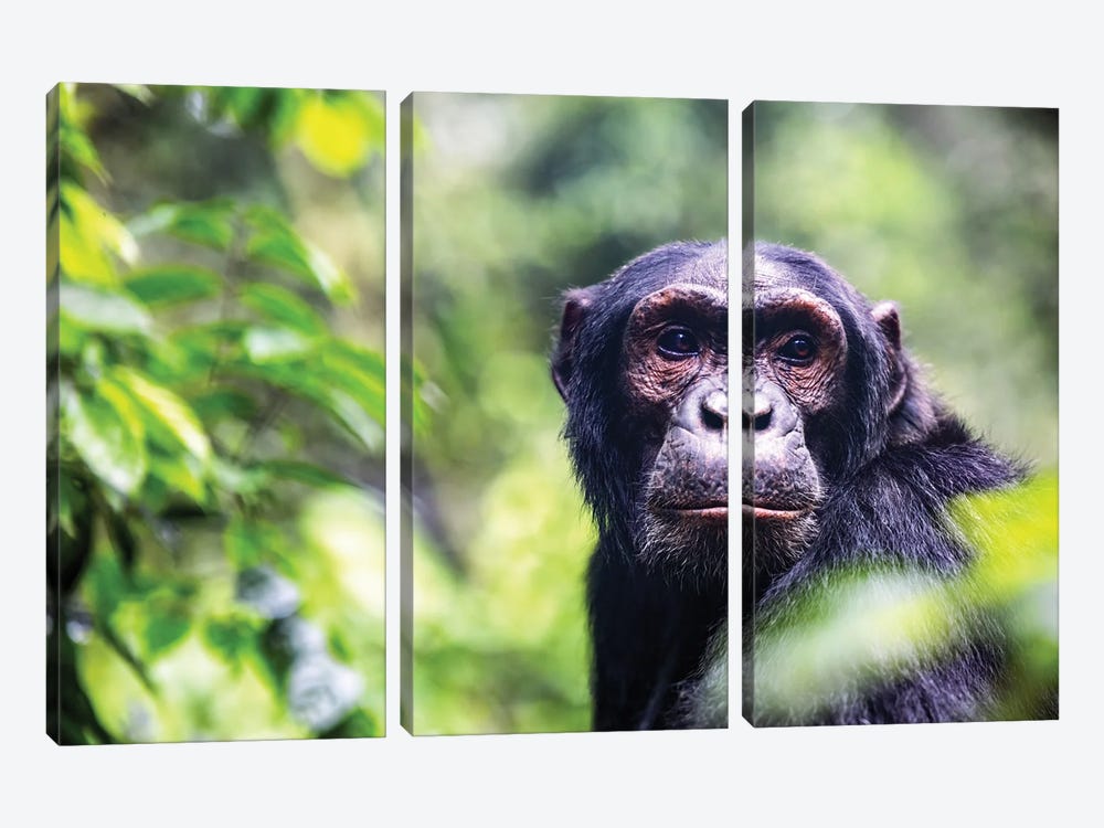 Chimpanzee Portrait by Jane Rix 3-piece Canvas Artwork