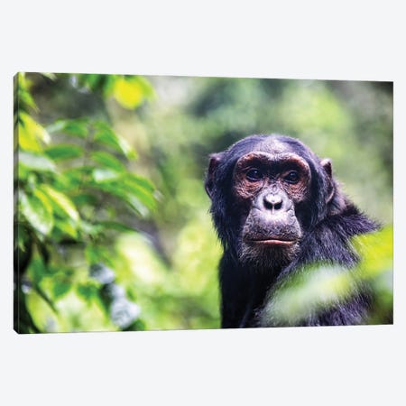 Chimpanzee Portrait Canvas Print #JRX375} by Jane Rix Canvas Art