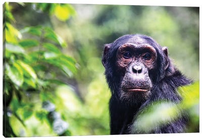 Chimpanzee Portrait Canvas Art Print - Jane Rix