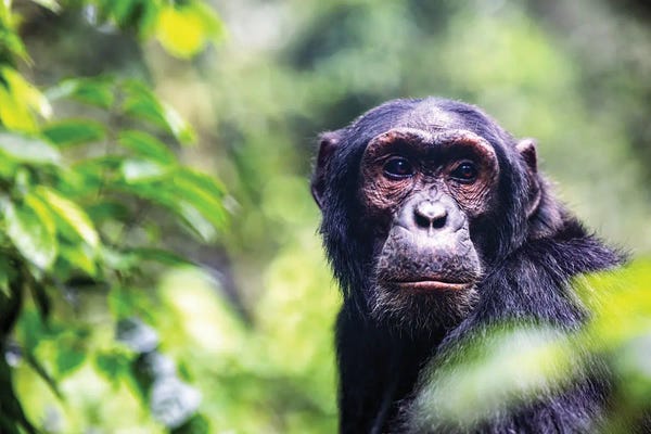 Monkeys: Chimpanzee Portrait by Jane Rix