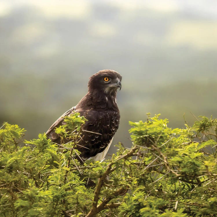 Martial Eagle In Queen Elizabeth National Park, Uganda