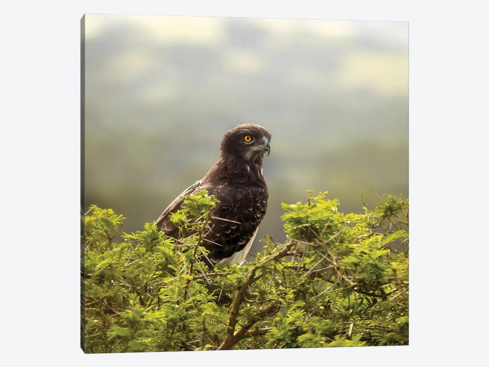 Martial Eagle In Queen Elizabeth National Park, Uganda by Jane Rix 1-piece Canvas Print