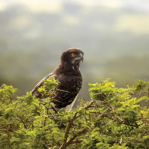 Jane Rix: Martial Eagle In Queen Elizabeth National Park, Uganda by Jane Rix
