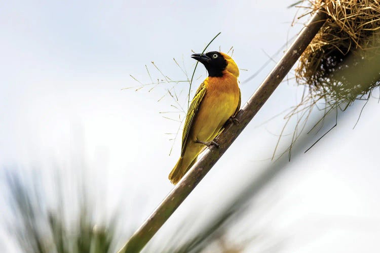 Weaver Bird Builds A Nest With Papyrus, Uganda