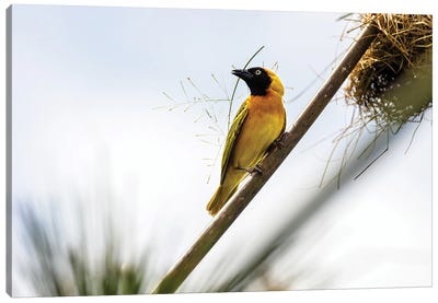 Weaver Bird Builds A Nest With Papyrus, Uganda Canvas Art Print - Jane Rix