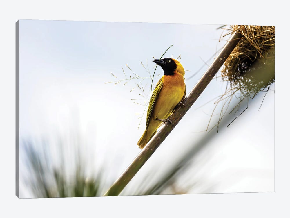 Weaver Bird Builds A Nest With Papyrus, Uganda by Jane Rix 1-piece Canvas Art