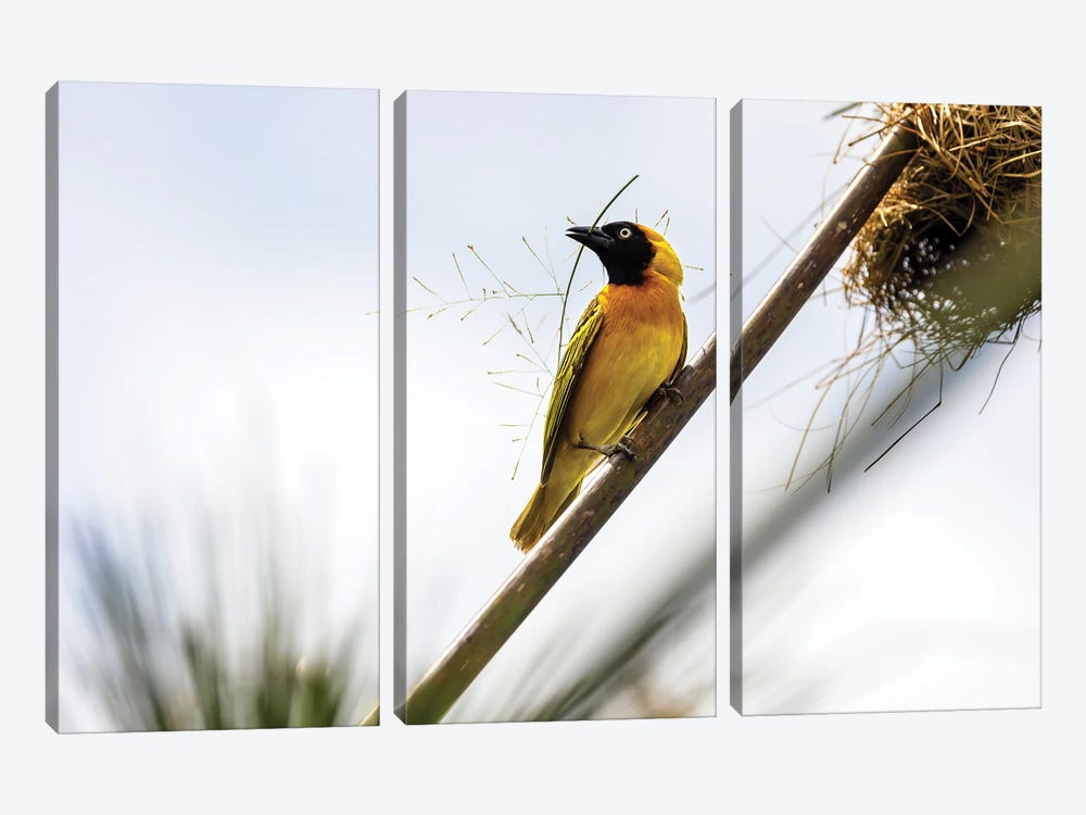 Weaver Bird Builds A Nest With Papyrus, Uganda by Jane Rix 3-piece Canvas Wall Art
