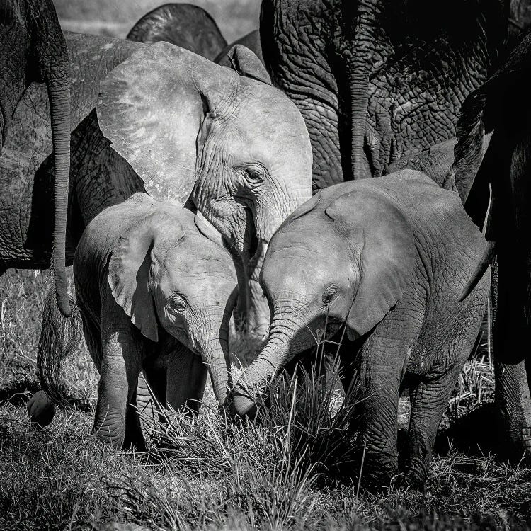 Elephant Family Group