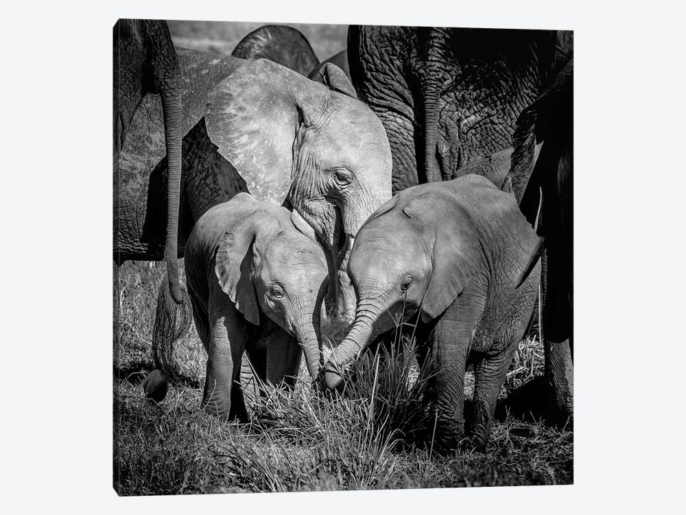 Elephant Family Group by Jane Rix 1-piece Canvas Print