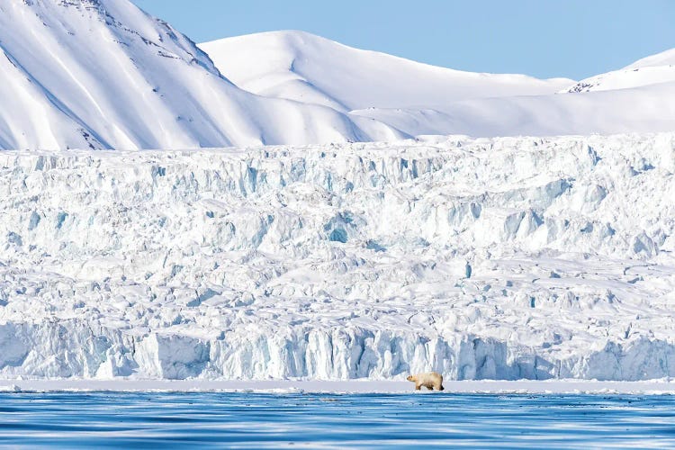 Polar Bear And Glacier, Svalbard