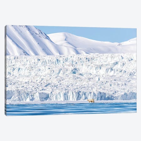 Polar Bear And Glacier, Svalbard Canvas Print #JRX380} by Jane Rix Canvas Artwork