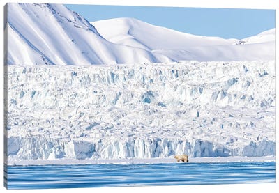 Polar Bear And Glacier, Svalbard Canvas Art Print - Glacier & Iceberg Art