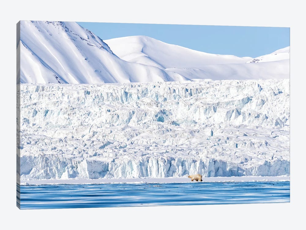 Polar Bear And Glacier, Svalbard by Jane Rix 1-piece Canvas Artwork