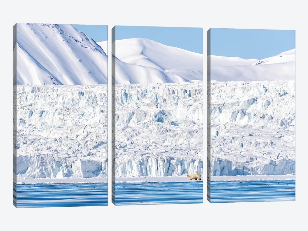 Polar Bear And Glacier, Svalbard by Jane Rix 3-piece Canvas Artwork