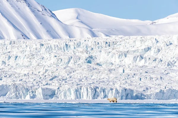 Glaciers & Icebergs: Polar Bear And Glacier, Svalbard by Jane Rix
