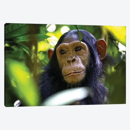 Baby Chimp Hidden In The Forest, Uganda Canvas Print #JRX381} by Jane Rix Canvas Art