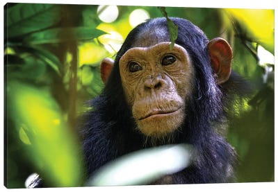 Baby Chimp Hidden In The Forest, Uganda Canvas Art Print - Monkey Art