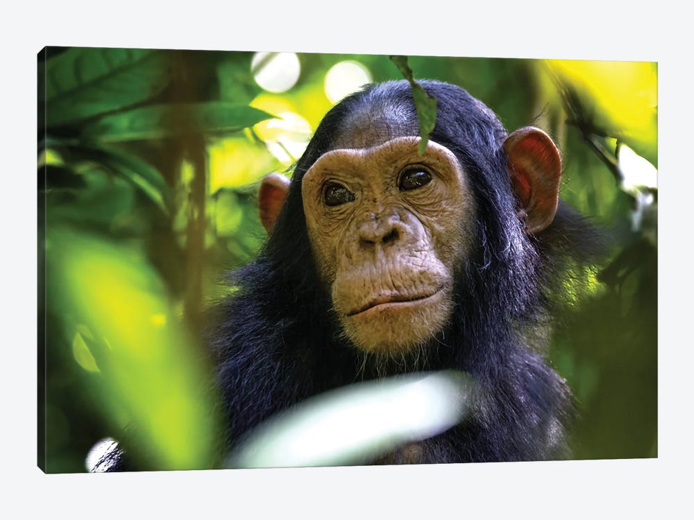 Baby Chimp Hidden In The Forest, Uganda by Jane Rix 1-piece Art Print