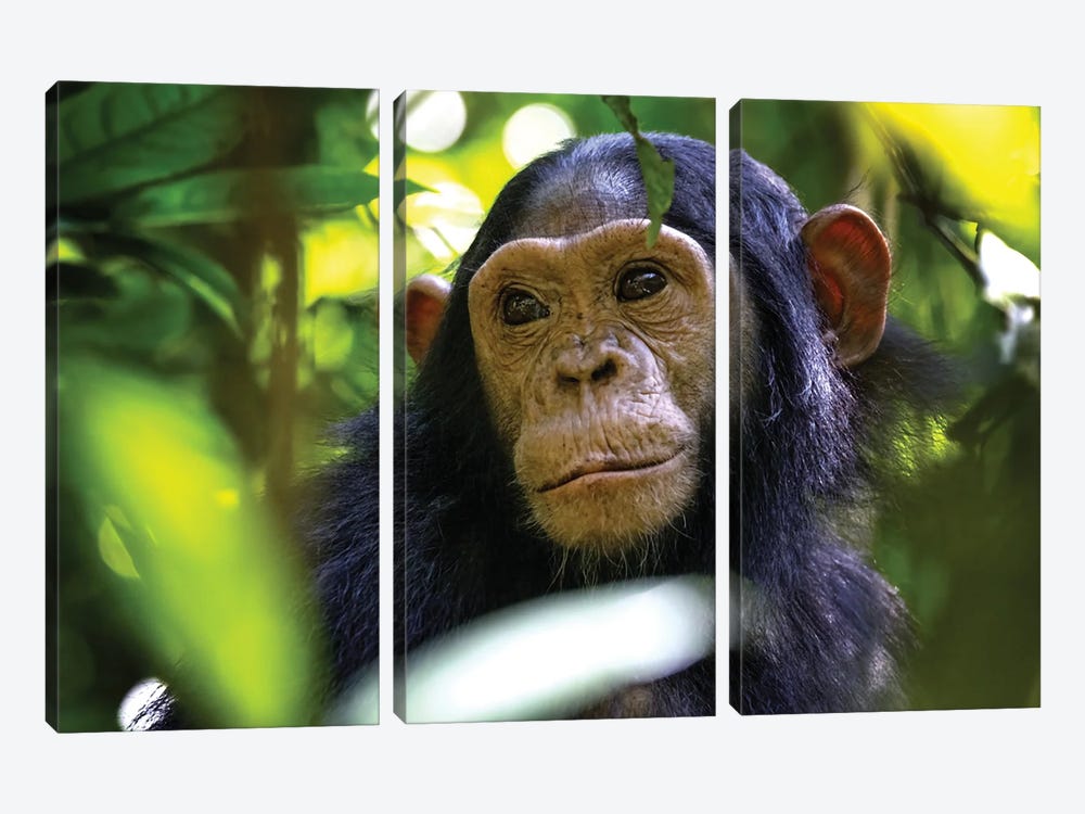 Baby Chimp Hidden In The Forest, Uganda by Jane Rix 3-piece Art Print