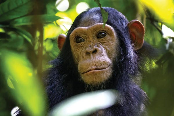 Primates: Baby Chimp Hidden In The Forest, Uganda by Jane Rix