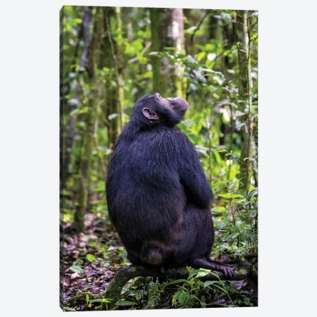 Chimp In Kibale Forest, Uganda Canvas Print #JRX382} by Jane Rix Canvas Wall Art
