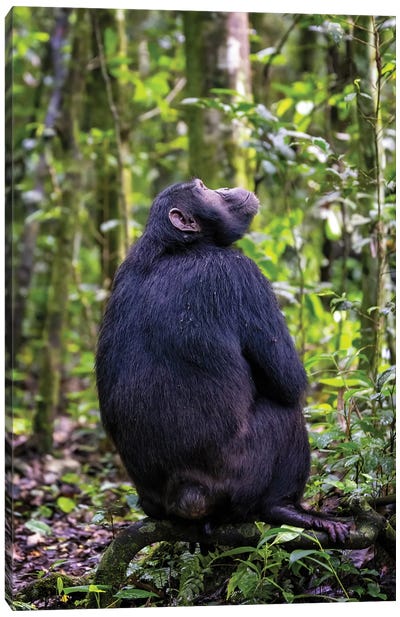 Chimp In Kibale Forest, Uganda Canvas Art Print - Monkey Art