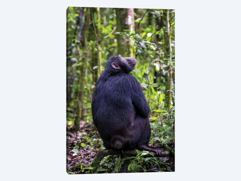 Chimp In Kibale Forest, Uganda by Jane Rix 1-piece Canvas Wall Art