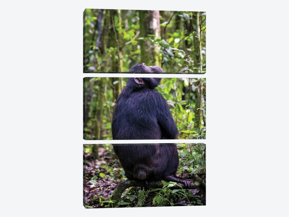 Chimp In Kibale Forest, Uganda by Jane Rix 3-piece Canvas Wall Art