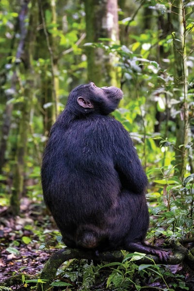 Monkeys: Chimp In Kibale Forest, Uganda by Jane Rix