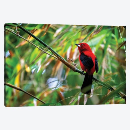 Red Tanager Bird Canvas Print #JRX383} by Jane Rix Canvas Art