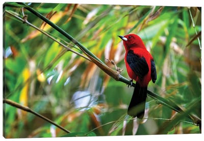 Red Tanager Bird Canvas Art Print - Jane Rix