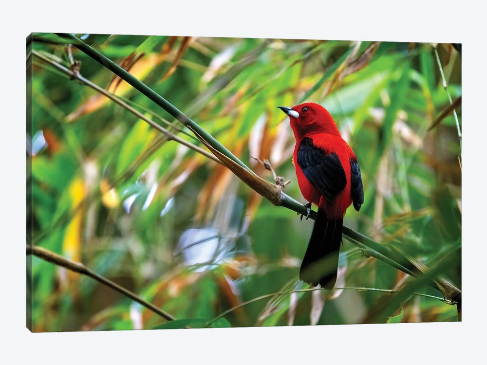Red Tanager Bird by Jane Rix 1-piece Art Print