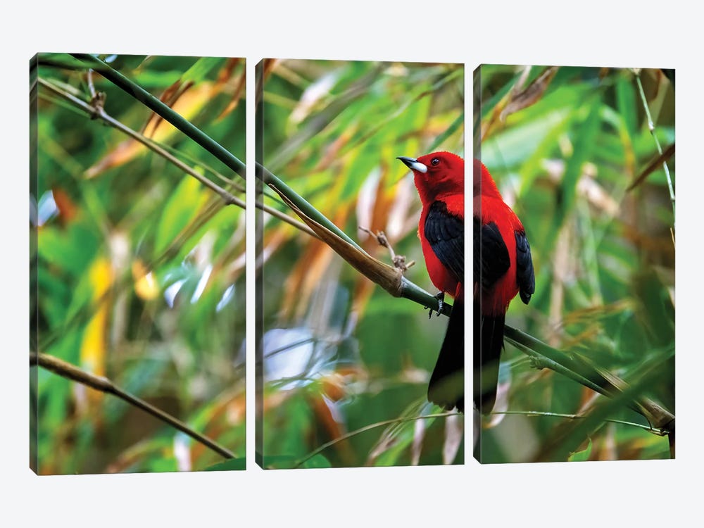 Red Tanager Bird by Jane Rix 3-piece Canvas Art Print