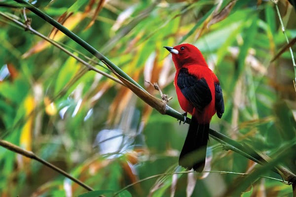 Jane Rix: Red Tanager Bird by Jane Rix