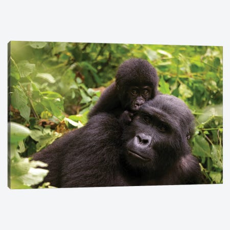 Mother And Baby Mountain Gorilla Canvas Print #JRX386} by Jane Rix Art Print