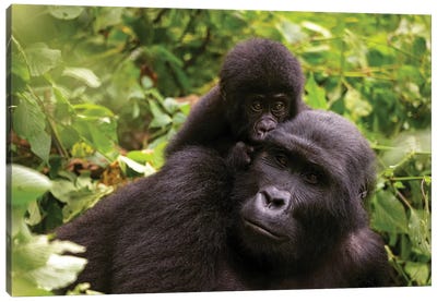 Mother And Baby Mountain Gorilla Canvas Art Print - Jane Rix